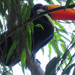 Toco toucan
