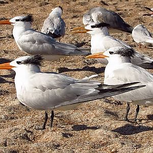 Anastasia State Park Birds - YouTube