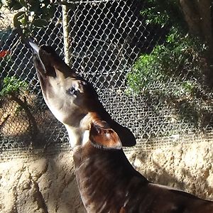 Okapi with its tongue out