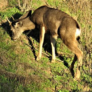 Mule deer