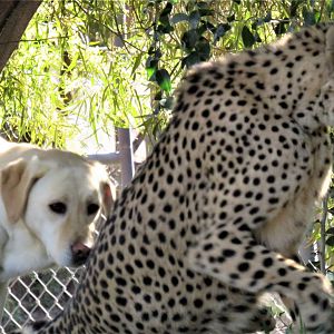 Cheetah and dog