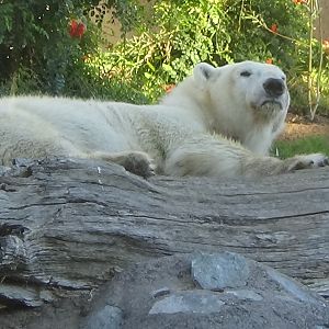 Polar bear