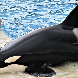 Orkid (Orca)