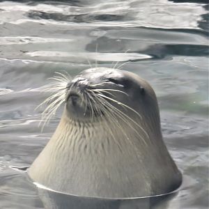 Seal ID?