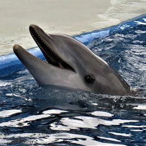 Bottlenose dolphin