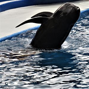 Short-finned pilot whale