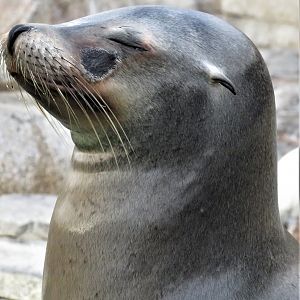 California sea lion