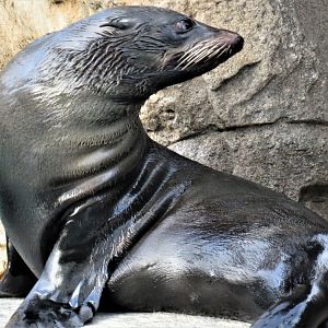 Guadalupe fur seal