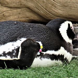 Magellanic penguins