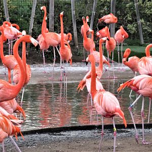 American flamingos