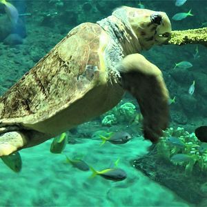 Loggerhead sea turtle