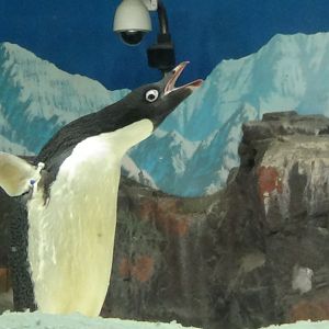 Adelie penguin