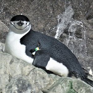 Chinstrap penguin