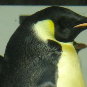 Emperor penguin
