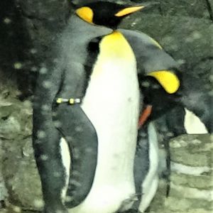 King penguins
