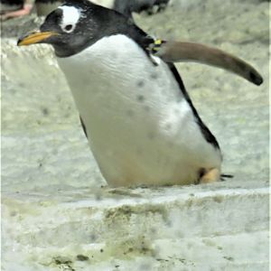 Gentoo penguin