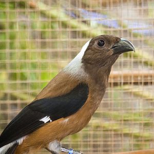 Sumatran treepie, Dendrocitta occipitalis