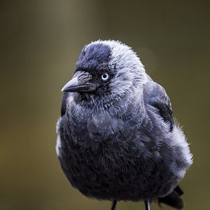 Western jackdaw, Coloeus monedula spermologus