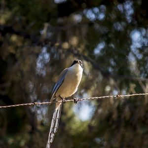 Iberian azure-winged magpie, Cyanopica cooki