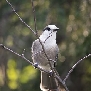 Grey jay, Perisoreus canadensis canadensis