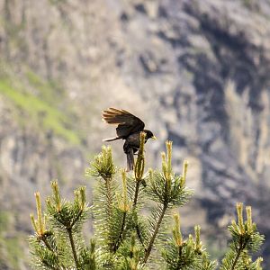 Yellow-billed chough, Pyrrhocorax graculus graculus