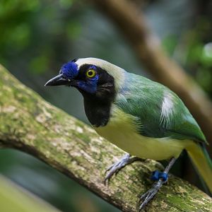 Inca jay, Cyanocorax yncas yncas