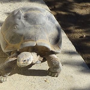 Galapagos tortoise