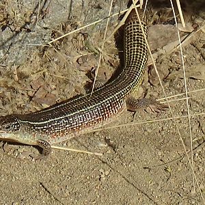Yellow-throated plated lizard