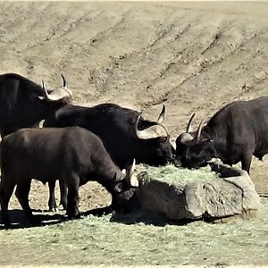 Cape buffalo herd