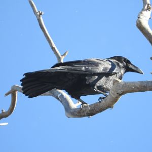 Common Raven