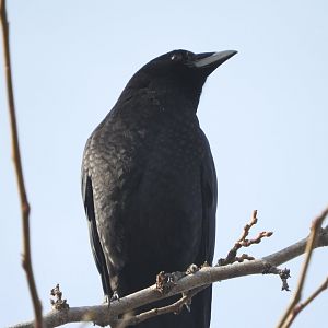 American Crow