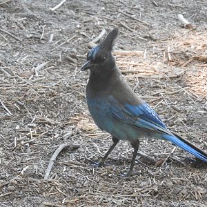 Steller's Jay