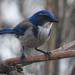 California Scrub-Jay