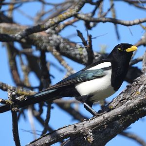 Yellow-billed Magpie