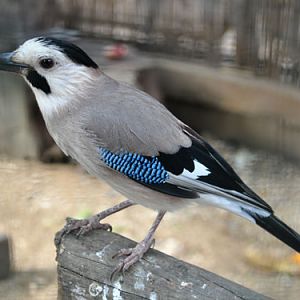 Garrulus glandarius atricapillus / Eurasian jay