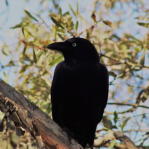 Torresian Crow (Corvus orru)