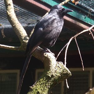 Piapiac (Ptilostomus afer) at Weltvogelpark Walsrode - June 2016