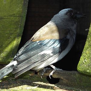 Grey Treepie (Dendrocitta formosae) at Birdland - July 2013