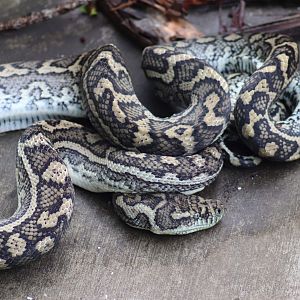 Dead Coastal Carpet Python (Morelia spilota mcdowelli)