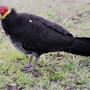 Australian brush-turkey (Alectura lathami lathami)