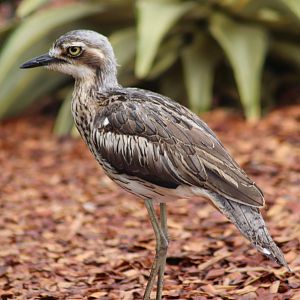 Bush Stone-curlew (Burhinus grallarius)