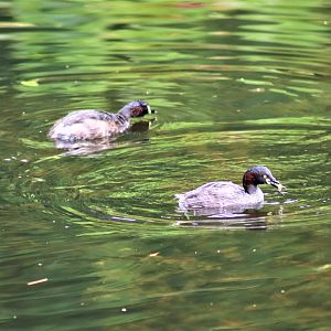 Australasian Grebe (Tachybaptus novaehollandiae)