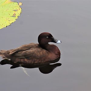 Hardhead (Aythya australis)