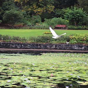 Australian White Ibis (Threskiornis molucca)