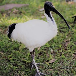 Australian White Ibis (Threskiornis molucca)