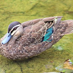 Pacific Black Duck (Anas superciliosa)