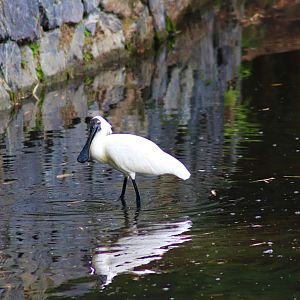 Royal Spoonbill (Platalea regia)