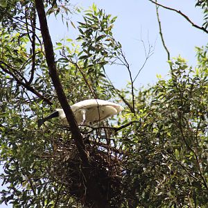 Royal Spoonbill and Nest
