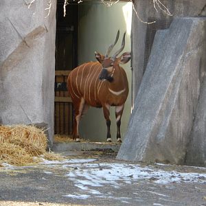 1/5/2019 - Bongo, It's Cold Outside!