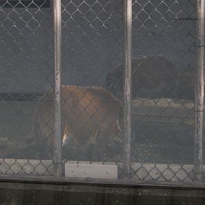 1/5/2019 - Mango and Radish